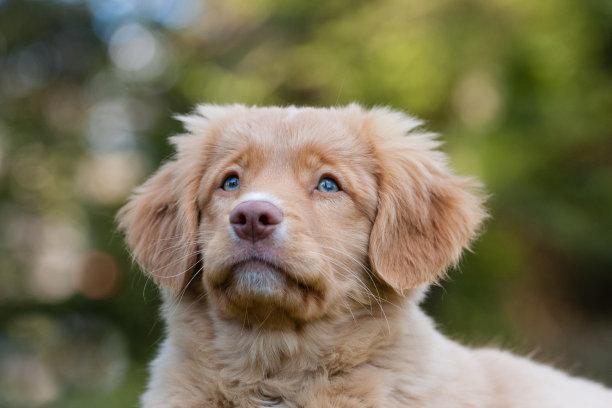 蓝眼睛的小狗抬头看图片下载