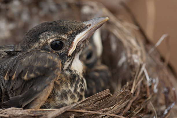 巢很快就空了图片下载
