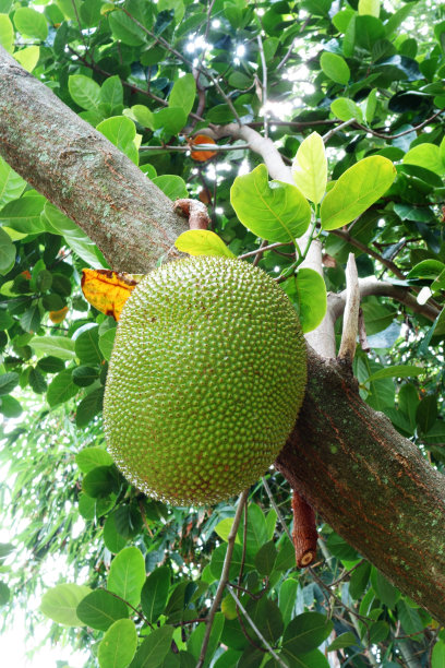 如何水果图片下载