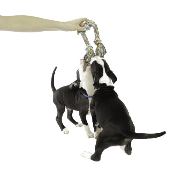 小狗斗牛拉绳玩具上白色图片下载