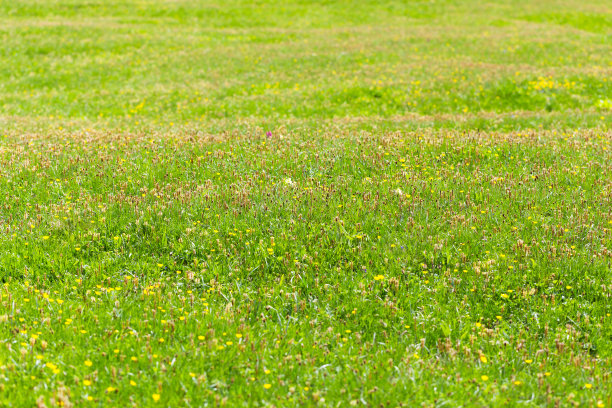 草地与复制空间，全帧图像图片下载