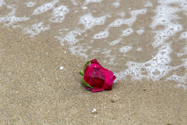 花在海滩图片下载