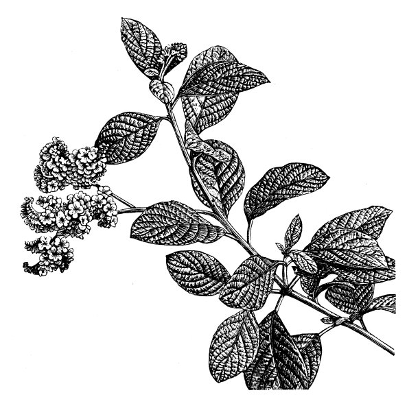 欧洲天芥菜古董插画素材图片