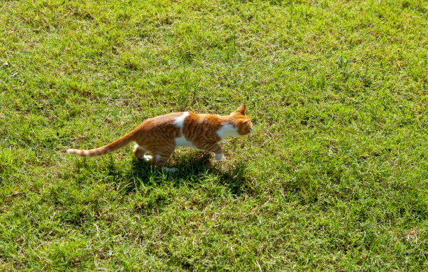 从猫的上面看图片下载
