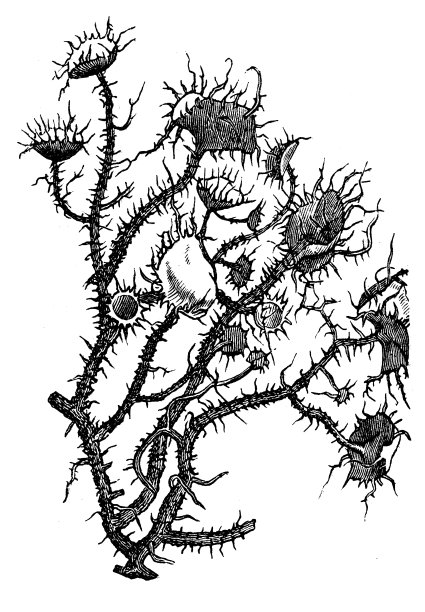 古插图的Usnea barbata图片下载