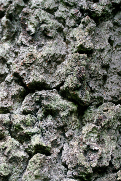 粗糙的树皮，纹理抽象背景图片下载