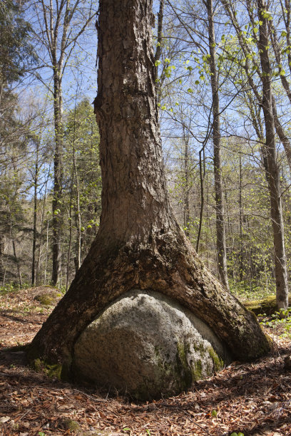 树和石头图片下载