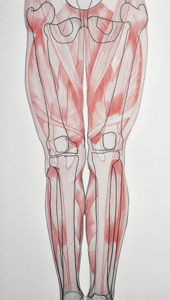 解剖学:人的腿图片下载