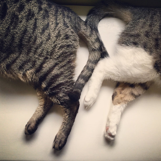 猫的爪子图片下载