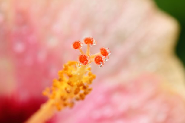 木槿微距镜头图片下载