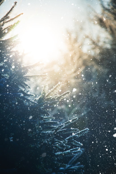 树林里下雪了素材图片