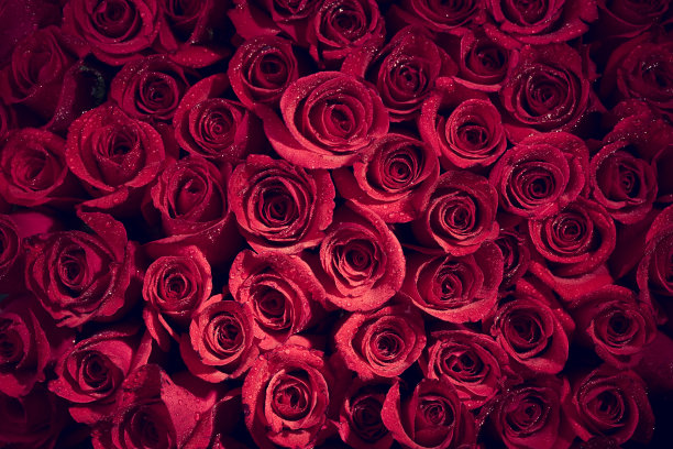 情人节红玫瑰背景图片下载