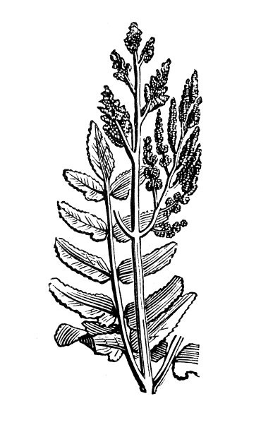 Osmunda regalis古董插画素材图片