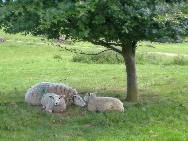 羊家族图片下载
