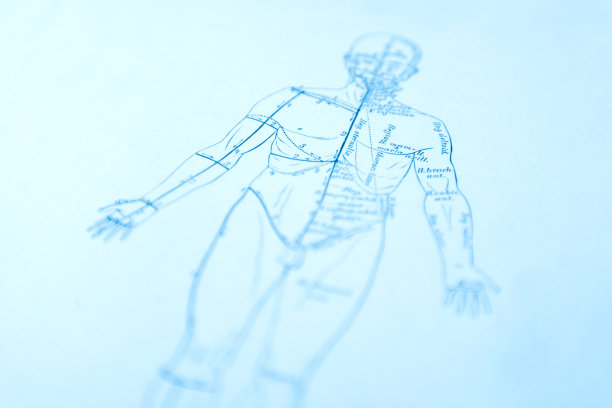 人体解剖学图片下载