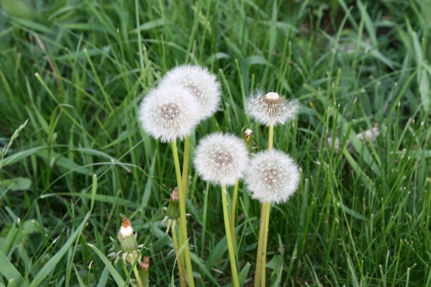 高草中的蒲公英图片下载