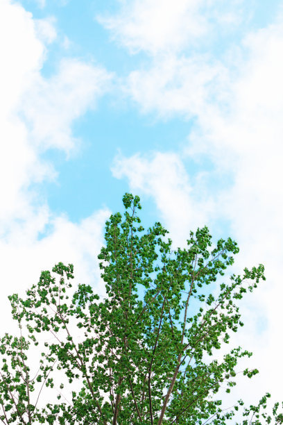 白杨树和天空图片下载