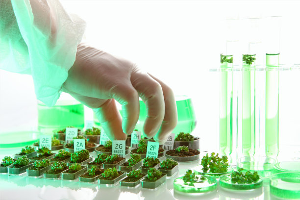 转基因生物，植物和种子，科学家工作，生物技术实验图片下载