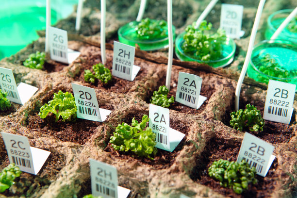 基因改造:实验室种植植物和种子，DNA实验图片下载