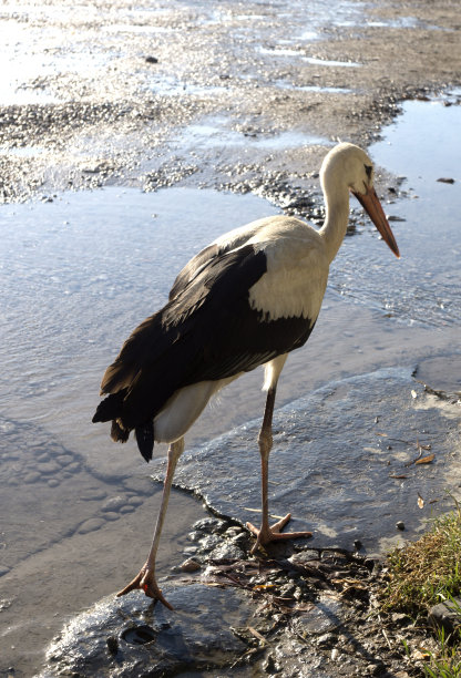 黑白鹳在散步图片下载