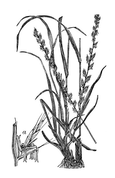 多花黑麦草（意大利黑麦草，一年生黑麦草）古董插画素材图片