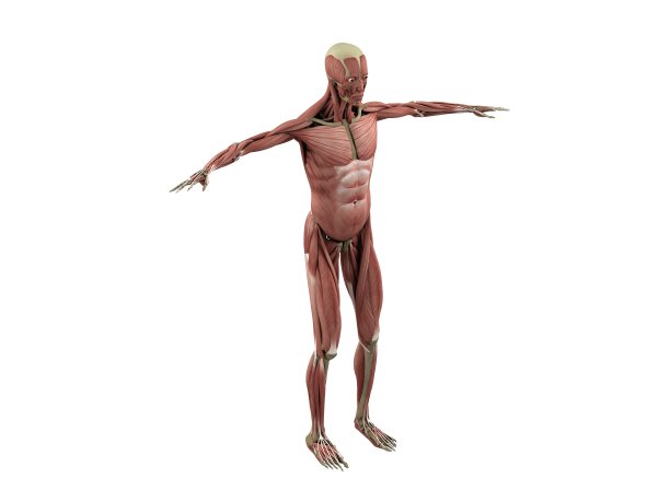 肌肉和骨骼图片下载