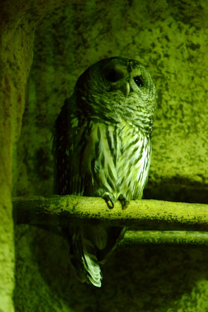 夜视猫头鹰图片下载