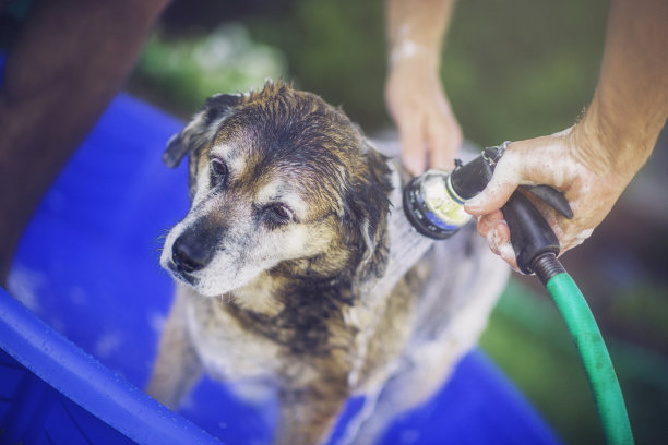 成年狗在户外洗澡图片下载