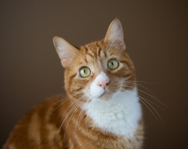 橘色虎斑猫图片下载