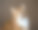 橘色虎斑猫图片下载