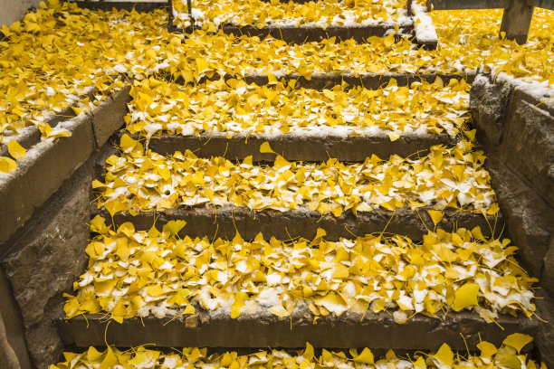 冬天的分支图片下载