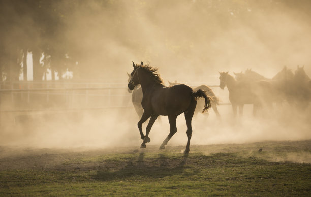 日落和马图片下载