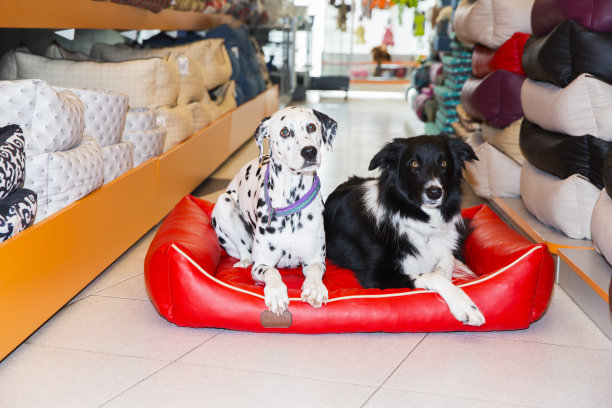 斑点狗和可爱的边境牧羊犬在宠物店图片下载
