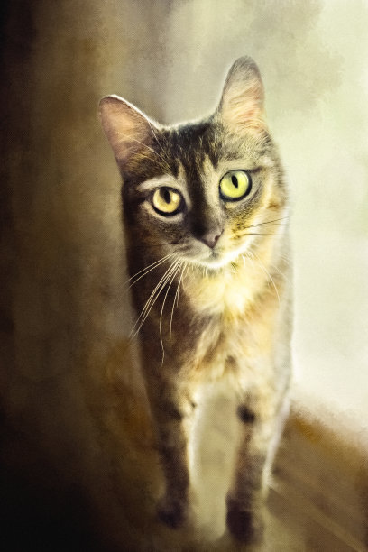 猫眼睛的肖像图片下载