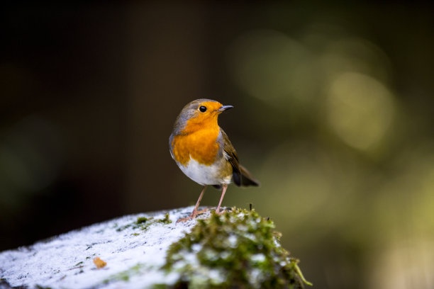 欧洲罗宾(红心rubecula)图片下载
