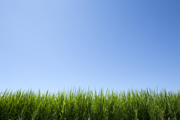 稻苗蓝天图片下载