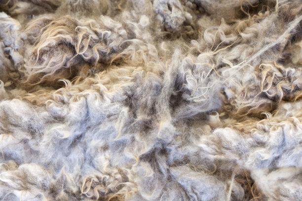 生羊毛图片下载