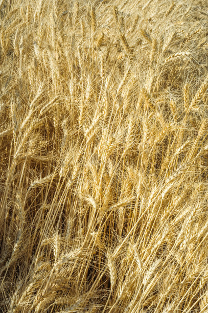 田里准备收割的小麦图片下载