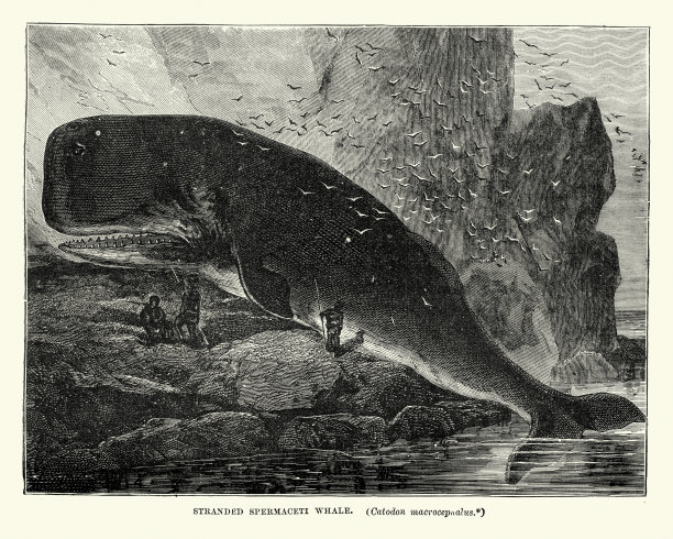 搁浅抹香鲸，19世纪图片下载