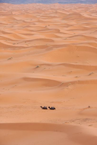 撒哈拉沙漠的骆驼和梅尔祖加沙丘图片下载