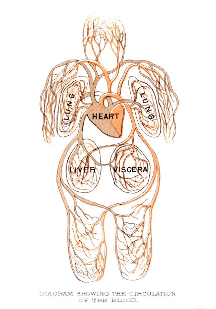 血液的循环雕刻图片下载
