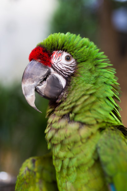 一流的鹦鹉图片下载