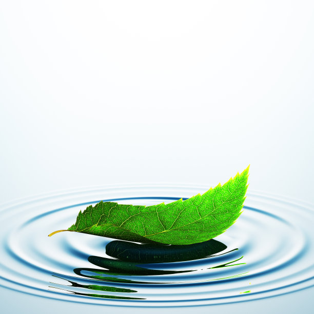 水面上的叶子图片下载