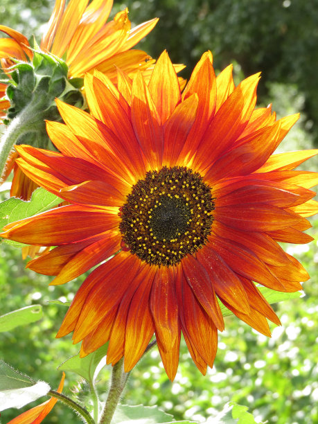 国内红花葵花盛开。图片下载