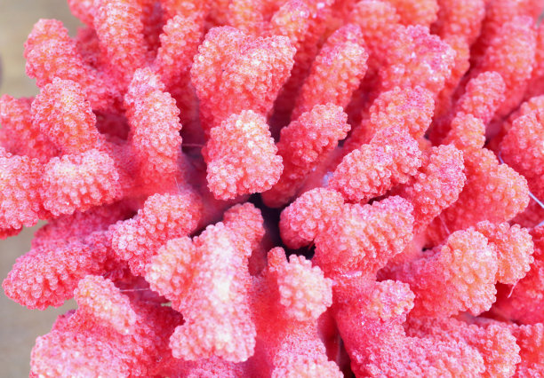 红珊瑚图片下载