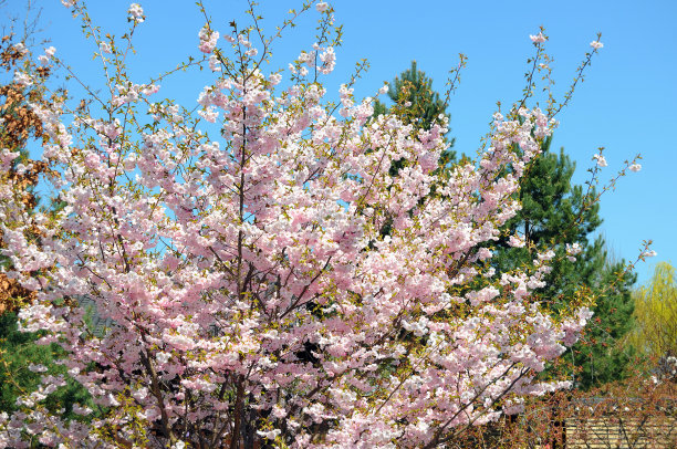樱桃树在春天开花图片下载