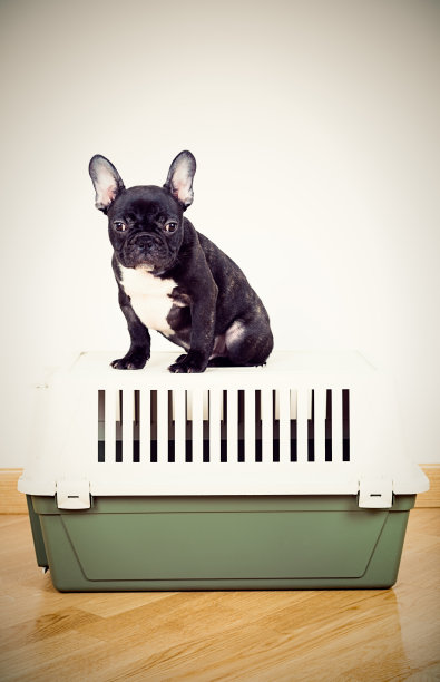 法国斗牛犬小狗坐在旅行箱上图片下载