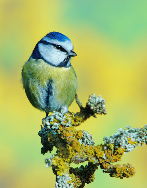 小枝上的蓝色山雀图片下载