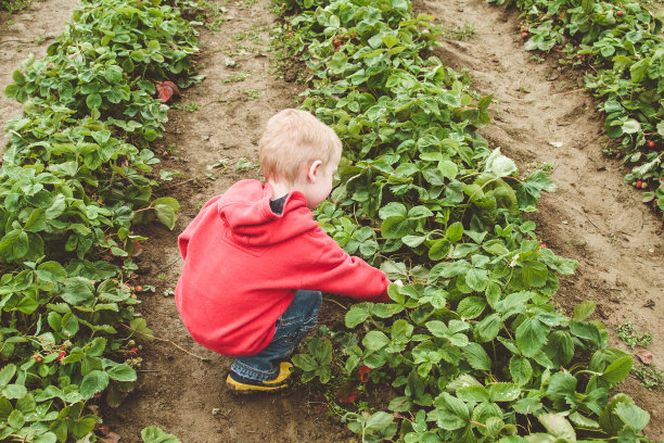 男孩在田里摘草莓图片下载