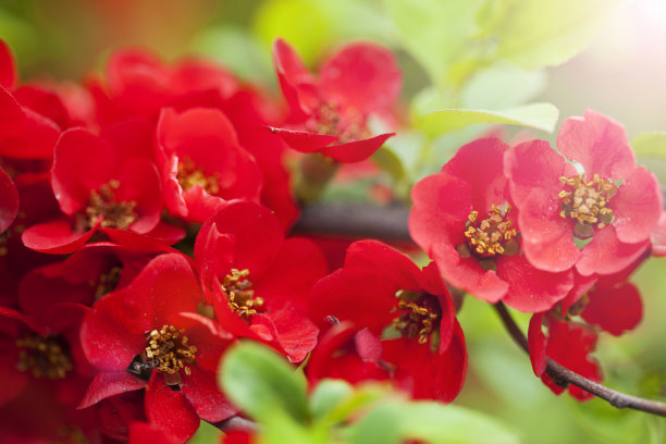 日本贴梗海棠支行图片下载